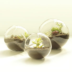 Classico vetro trasparente terrario vaso Slant Cut bolle ciotole per la decorazione per la casa di pesci frutta contenitori di <span class=keywords><strong>piante</strong></span> - Product Image 5