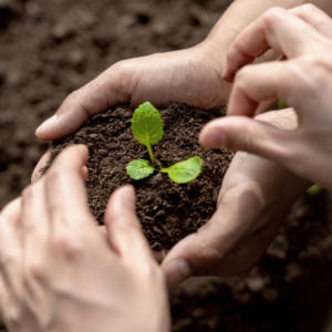 Les engrais organiques naturels à l'état de poudre améliorent l'écologie du sol et favorisent la croissance des cultures - Product Image 4