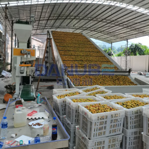 Ligne de production de séchage de prunes vertes entièrement automatique avec bande transporteuse en maille, machine de déshydratation de prunes vertes - Product Image 2