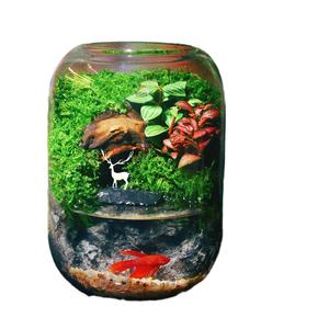 Hydro ponic Glass Desktop Moos Mikro landschaft <span class=keywords><strong>Terrarium</strong></span> Pflanzen topf Glas <span class=keywords><strong>Ornament</strong></span> für Home Office Dekoration Pflanze <span class=keywords><strong>Terrarium</strong></span> Vase - Product Image 1