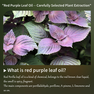 Harga diskon 100% minyak esensial daun <span class=keywords><strong>Perilla</strong></span> merah alami murni dalam jumlah besar - Product Image 6