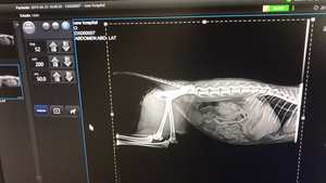 Bộ phụ kiện đầy đủ Iray cho máy dò tia X tấm phẳng không dây dùng cho bệnh viện thú y và phòng khám - Product Image 3