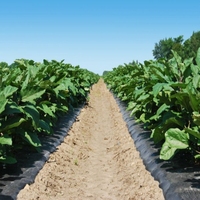 Film noir biodégradable qualité export 20 microns contrôle mauvaises herbes et rétention d'humidité pour culture légumes