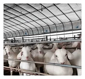 Prefabricated Prefab Cattle Cow Goat Dairy farming Shed with Design sheep farm