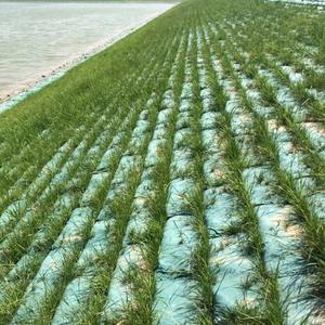 Toile anti-herbe durable et perméable pour arbres fruitiers, <span class=keywords><strong>film</strong></span> plastique agricole écologique perforé pour vergers - Product Image 5