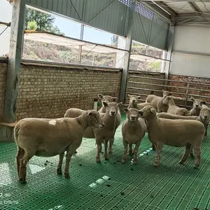 Piso de cabra de plástico usado, alta qualidade, 500*600mm, piso de plástico para equipamentos de agricultura de ovelha de cabra