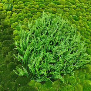 Paredes de Musgo Real Preservado DIY - Arte de Jardín <span class=keywords><strong>Vertical</strong></span> Ecológico, Resistente al Agua y Personalizable para Decoración <span class=keywords><strong>Interior</strong></span> Colgante - Product Image 6