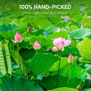 ชาสมุนไพรใบบัวเวียดนามออร์แกนิค 100% บำรุงสุขภาพและช่วยให้นอนหลับสบายทุกวัน - Product Image 4