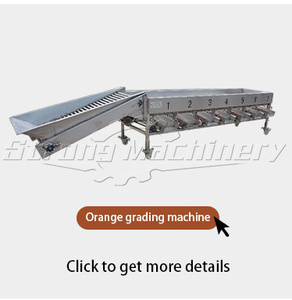 Machine de tri de pomme oignon citron de type rouleau/machine de classement de tomate orange pomme de terre 3 tonnes par heure/machine de classement de pomme de terre - Product Image 5