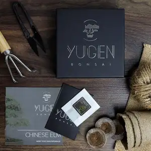 Kit de cultivo de árvores bonsai de olmo chinês, conjunto exclusivo de ferramentas para jardinagem, presente para espécies, kit inicial de bonsai