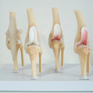 <span class=keywords><strong>Perro</strong></span> Cuatro etapas Rodilla Artritis Anatomía Modelo anatómico <span class=keywords><strong>Esqueleto</strong></span> <span class=keywords><strong>Perro</strong></span> Rodilla <span class=keywords><strong>Esqueleto</strong></span> Modelo Modelos animales - Product Image 4