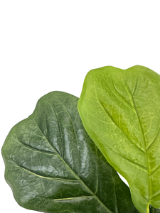 Vente directe d'usine TREESMAS LY237 Arbre artificiel en plastique Ficus lyrata 35x30cm pour la décoration intérieure et extérieure des magasins et du commerce de détail - Product Image 4