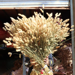 20 Ramas/Unidades de Plantas de Lagurus Ovatus, Colas de Conejo Reales, <span class=keywords><strong>Flores</strong></span> <span class=keywords><strong>Secas</strong></span>, Hierba, Flor Eterna - Product Image 6