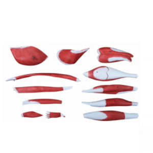 Modelo Anatómico <span class=keywords><strong>de</strong></span> Músculos <span class=keywords><strong>de</strong></span> <span class=keywords><strong>la</strong></span> <span class=keywords><strong>Pierna</strong></span> Humana, 13 <span class=keywords><strong>Partes</strong></span>, Tamaño Real, para Estudio Médico - Product Image 3