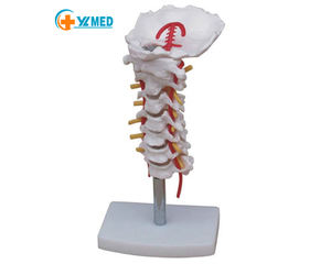 Ciencias médicas Columna cervical con modelo de arteria carótida Laboratorio de modelo de disco occipital <span class=keywords><strong>posterior</strong></span> y nervio - Product Image 1