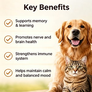Complément alimentaire biologique à base de champignons Lion's Mane avec vitamine B12 pour soutenir la cognition et le système nerveux des chats et des chiens - Product Image 3