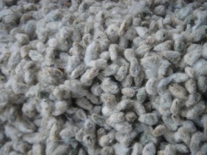 Graines de coton naturelles de qualité supérieure, graines de coton à huile pour l'alimentation du bétail, prix de gros disponible, REEN TRADERS - Product Image 3