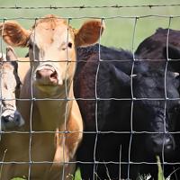 Panneaux de clôture pour bétail, pour la sécurité des fermes, des pâturages et des propriétés agricoles