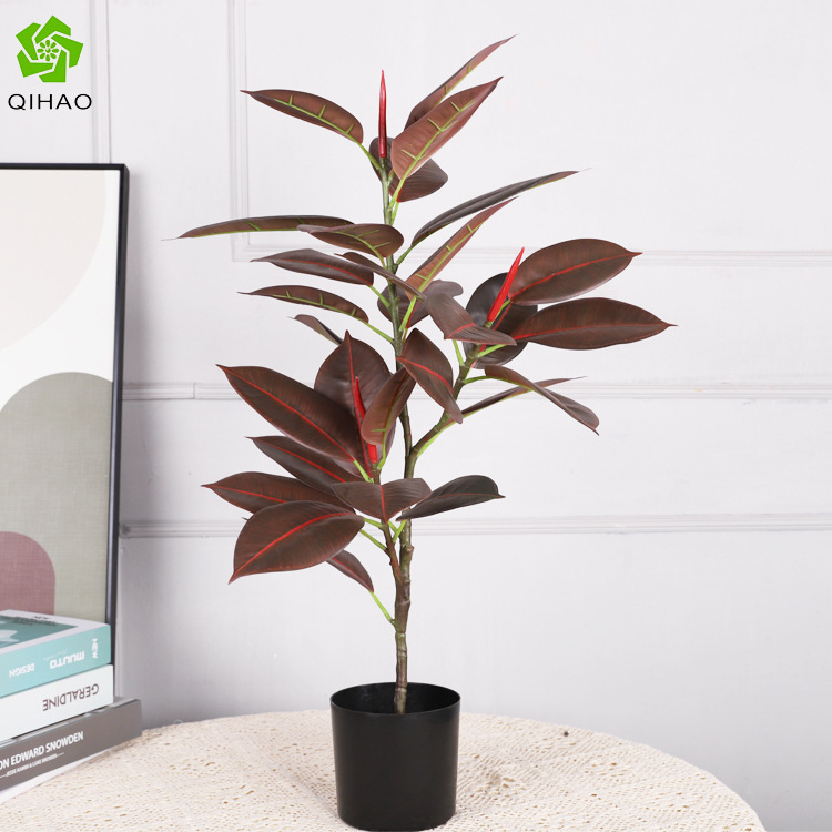 Árbol de caucho, rojo