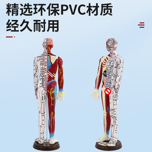 Modelo de puntos de acupuntura humanos, zona de reflejos, masaje de meridianos, acupuntura ultraclara para hombres y mujeres, anatomía de mitad piel y mitad hueso. - Product Image 2