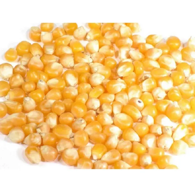 Venda por atacado fabricando a granel do milho amarelo seco do kernel para venda