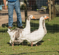 Maille de fil métallique soudée galvanisée à chaud, durable et facile à installer, conçue pour l'élevage de poulets et de canards