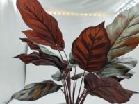 Plante artificielle Calathea en pot, style panier tressé, décoration tropicale sans entretien pour la maison, les bureaux, les entrées, les étagères, les bureaux et les hôtels