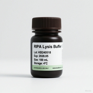 Tampon de lyse <span class=keywords><strong>RIPA</strong></span> fort |   Réactif d'extraction de protéines pour les cellules et tissus animaux et végétaux |   Prise en charge OEM - Product Image 1