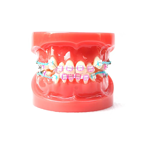 Vente en gros et au détail d'ensembles complets en acrylique modèle de dents dentaires étui orthodontique - Product Image 4
