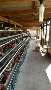 Jaula para Gallinas Ponedoras de 120 Aves, Diseño de Jaula para 100 Aves de Corral, Tipo A/H, Jaula Galvanizada de 3 Niveles para Malasia del Sur - Product Image 5