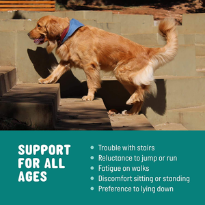 Compléments alimentaires multifonctionnels pour chiens avec mélange de probiotiques, huile de poisson, soulagement de l'anxiété, comprimés à mâcher doux, vitamine E <span class=keywords><strong>B1</strong></span>, produits nutritionnels pour animaux de compagnie OEM - Product Image 4