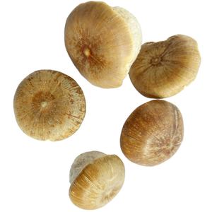 ลิโธคาร์ปัส ปาไคเลปิส สมุนไพรพื้นบ้าน น้ำหนัก 1 กิโลกรัม ผลแห้ง ใหม่ ลูกเต็ม ขาย - Product Image 1