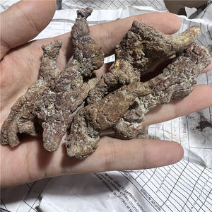 Vente en gros de fèces de dinosaures spécimens de monazite naturelle <span class=keywords><strong>fossile</strong></span> <span class=keywords><strong>os</strong></span> rare minéraux bruts cristal - Product Image 5