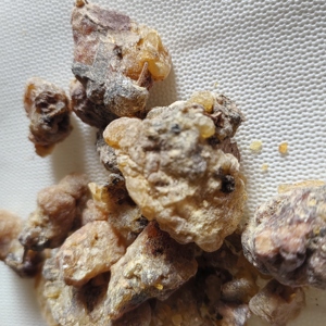 Goma de resina <span class=keywords><strong>Picea</strong></span> Asperata seca cruda natural <span class=keywords><strong>Picea</strong></span> Asperata a la venta - Product Image 2