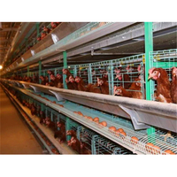 Gallinero Automático para 10000 Pollos