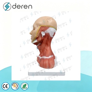 Deren DR Medical Science Head Neck <strong>Blood</strong> <strong>Vessels</strong> and Nerves Specimen Anatomical Model Soft Silicone Made in China - Product Image 6
