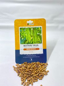 Botani Yasa : Graines de haricots verts à rendement élevé, fournisseur de graines de haricots doux et tendres - Product Image 2