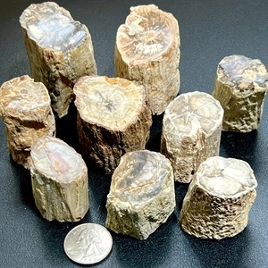 Großhandel hochwertige Baum platte Display natürlichen versteinerten Holz stumpf für Home Decoration - Product Image 1