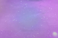 Chaofa Papier à fil de sécurité UV personnalisé, filé à la fibre, pour étiquettes de marque, étiquettes inviolables, emballages sécurisés et factures