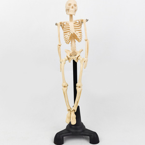 Bộ xương người lớn với các cơ quan nội tạng nửa khớp dây chằng và cơ bắp bắt đầu và điểm kết thúc màu bao gồm hướng dẫn sử dụng - Product Image 3