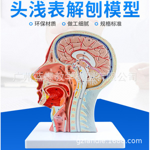 Modèle médical de la tête en section médio-sagittale avec vaisseaux sanguins et nerfs ; modèle facial ; modèle anatomique de la tête. - Product Image 1