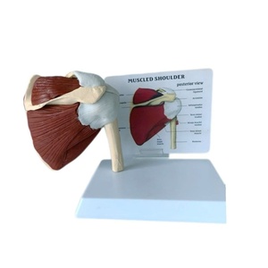 Modelo de banda escapular esquelética humana y músculo clavicular - Product Image 1
