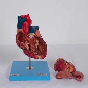 Modèle <span class=keywords><strong>de</strong></span> <span class=keywords><strong>coeur</strong></span> anatomique en PVC <span class=keywords><strong>de</strong></span> haute qualité pour l'enseignement des sciences médicales dans les écoles et les hôpitaux à un prix compétitif - Product Image 2
