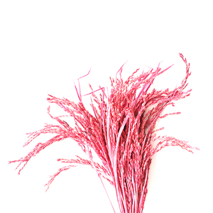 ดอกไม้แห้งสำหรับตกแต่งพืชเมืองร้อน Oryza sativa ข้าวเปลือกแห้ง - Product Image 2