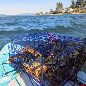 Piège à crabes pliable, pot à poissons, capture de homard, piège à crabes - Product Image 1