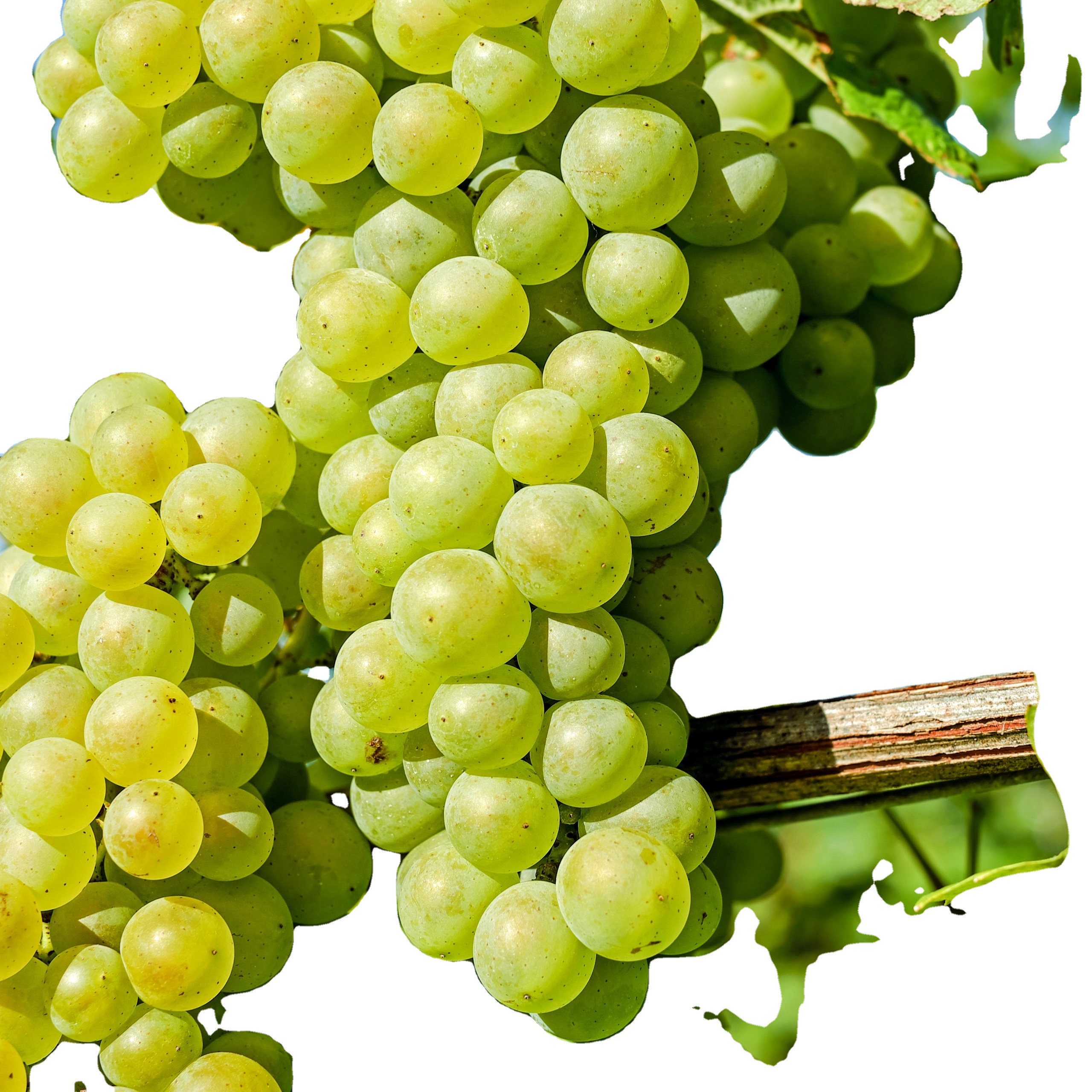 Регулятор роста растений, удобрение 0.1%, раствор тидиазурона