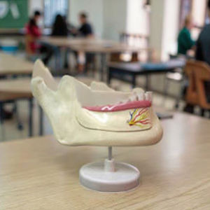 Modèle éducatif d'anatomie dentaire <span class=keywords><strong>mandibulaire</strong></span> Modèle de dents caduques et permanentes - Product Image 6