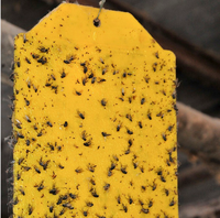 Piège adhésif imperméable pour la ferme, plaque de colle double face pour insectes, pour mouches des fruits/mouches blanches/thrips