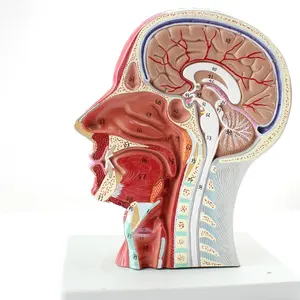 面部和颈部肌肉神经和胃壁的模型