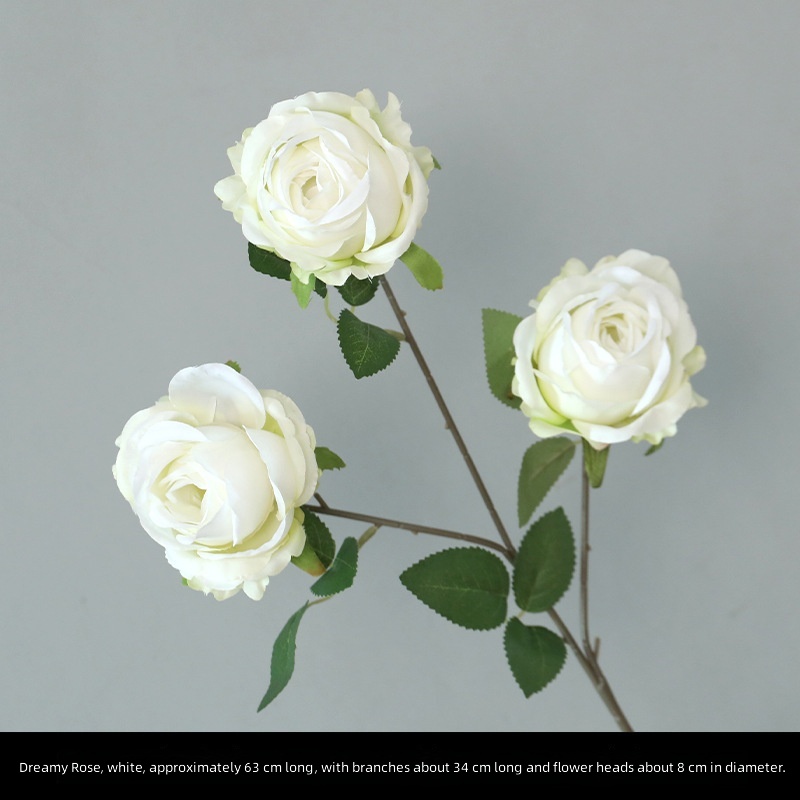 Rose de rêve